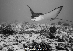 My new friend.. Maunalua Bay, Oahu Hawaii by Carsten Kalkman 